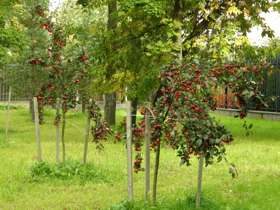 Санкт-Петербург. Каменный остров. Яблочки. - Лариса (Phinikia) Двойникова