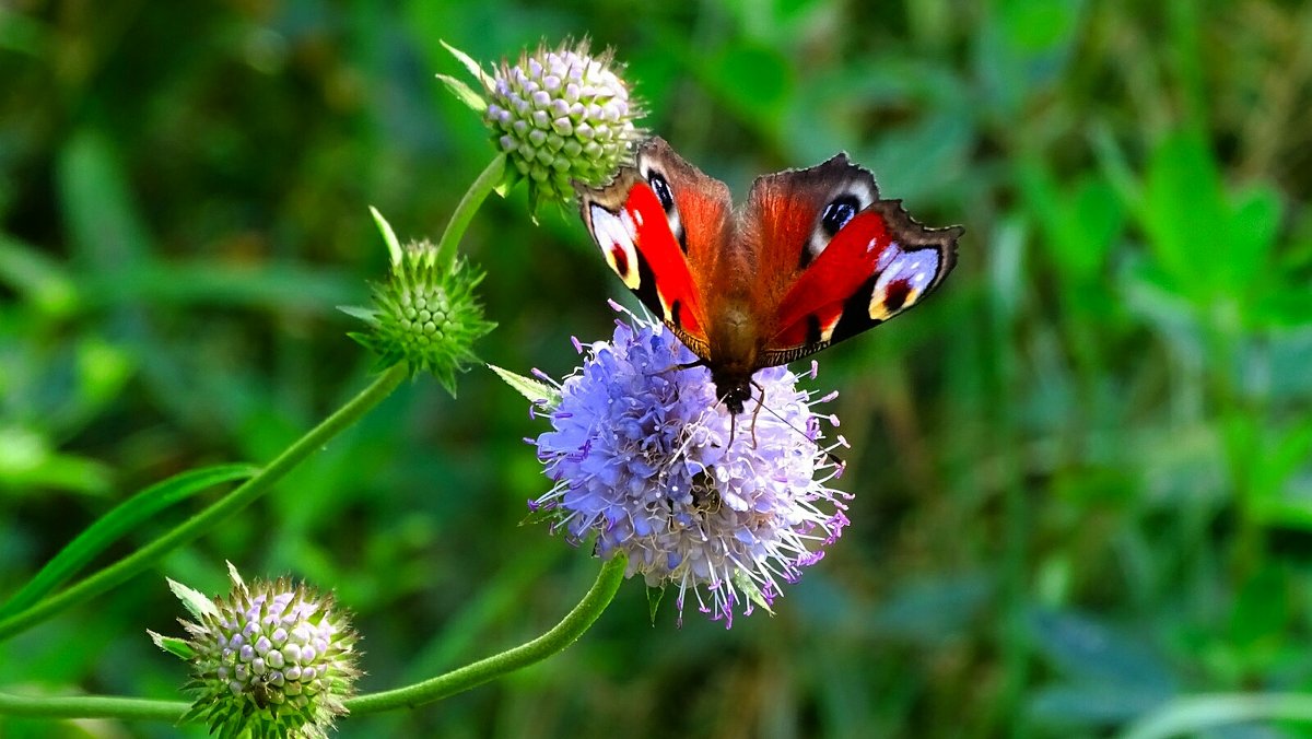 О бабочках - Милешкин Владимир Алексеевич О бабочках - Милешкин Владимир Алексеевич