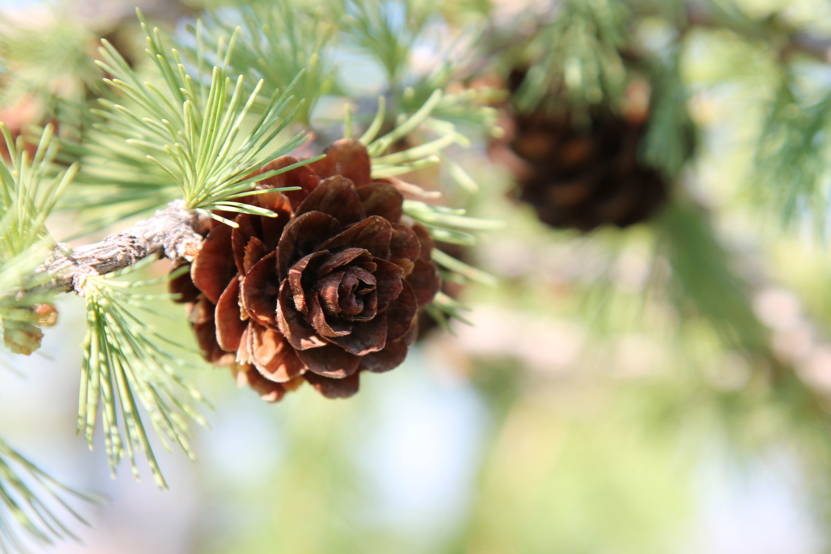 Лиственница Восточной Сибири - Елена Переверзина