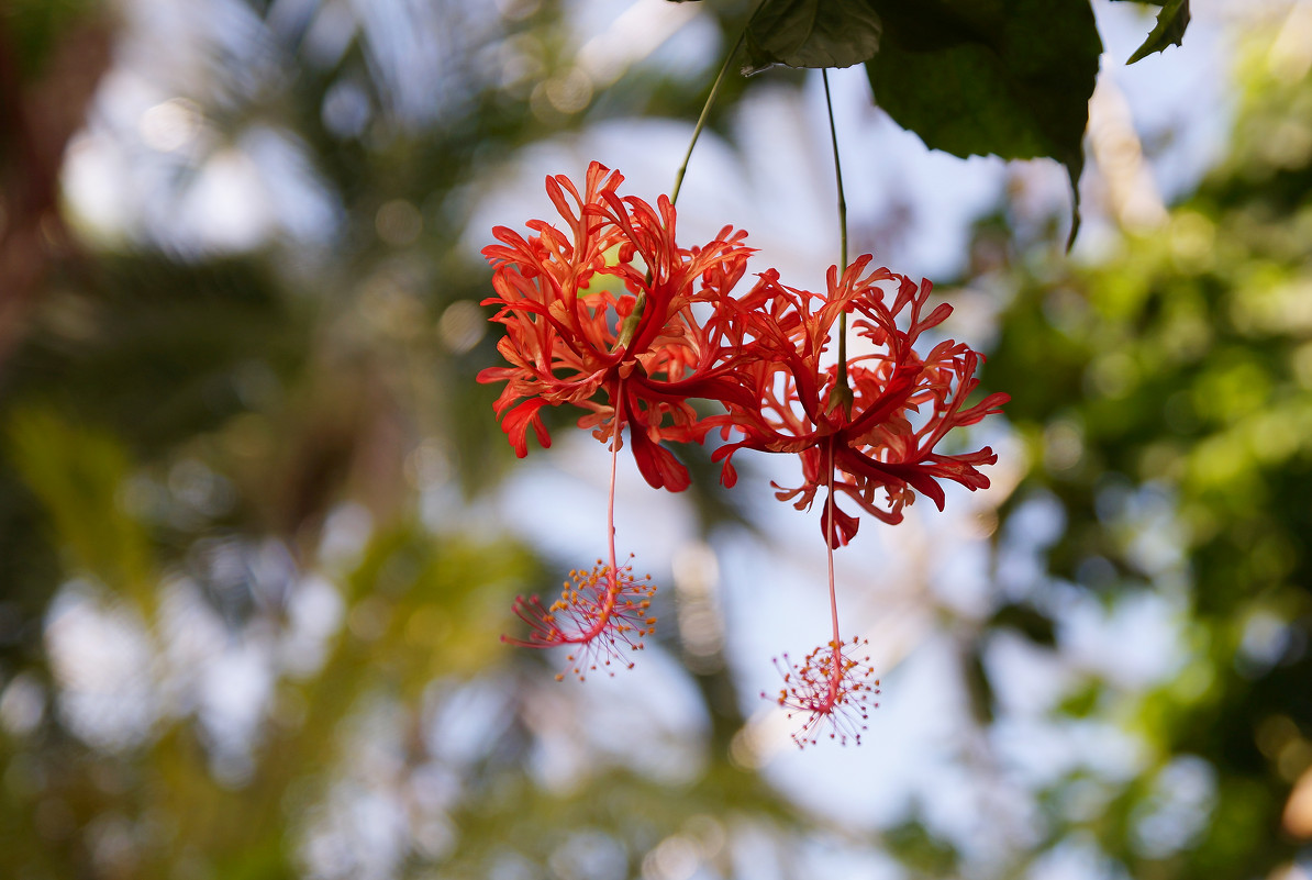 Цветок - Андрей Бойко Цветок - Андрей Бойко