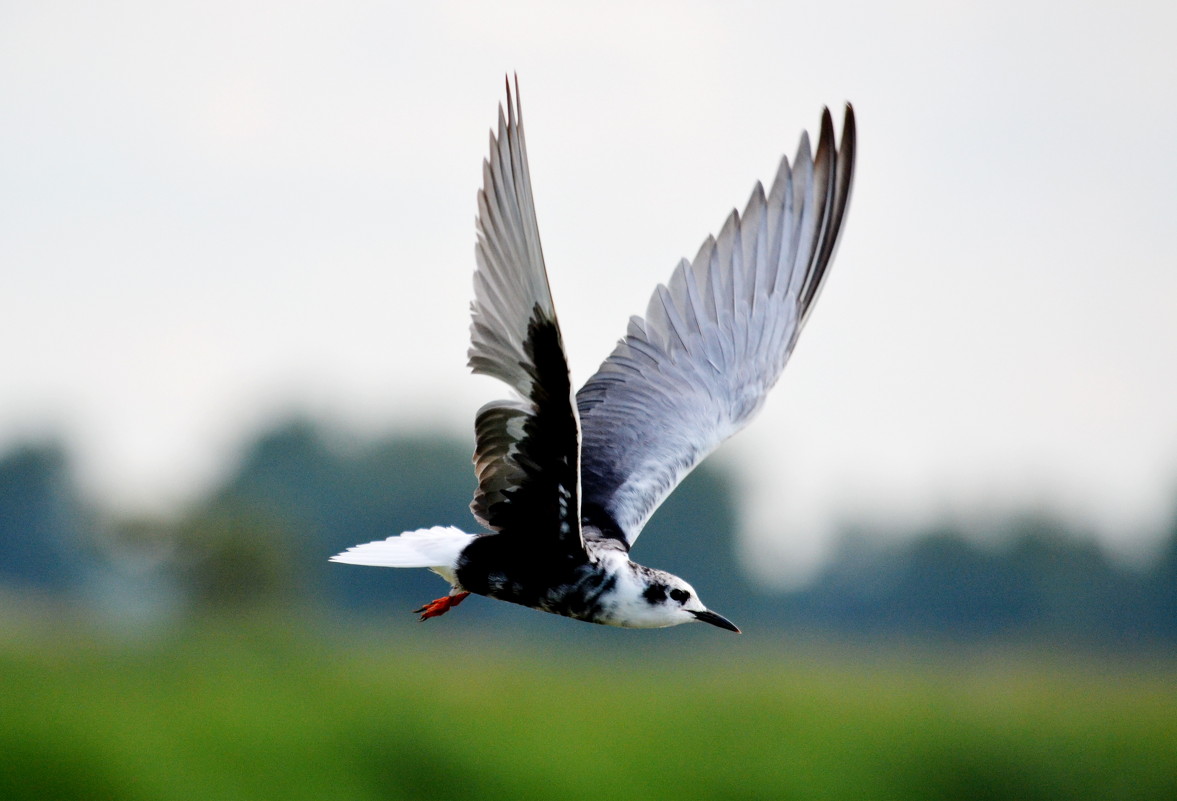 На взлете - николай матюшенков На взлете - николай матюшенков