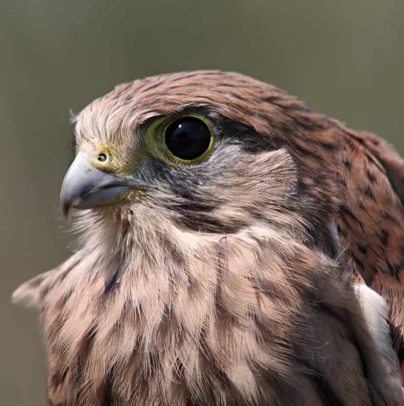Пустельга - Анатолий Сальник
