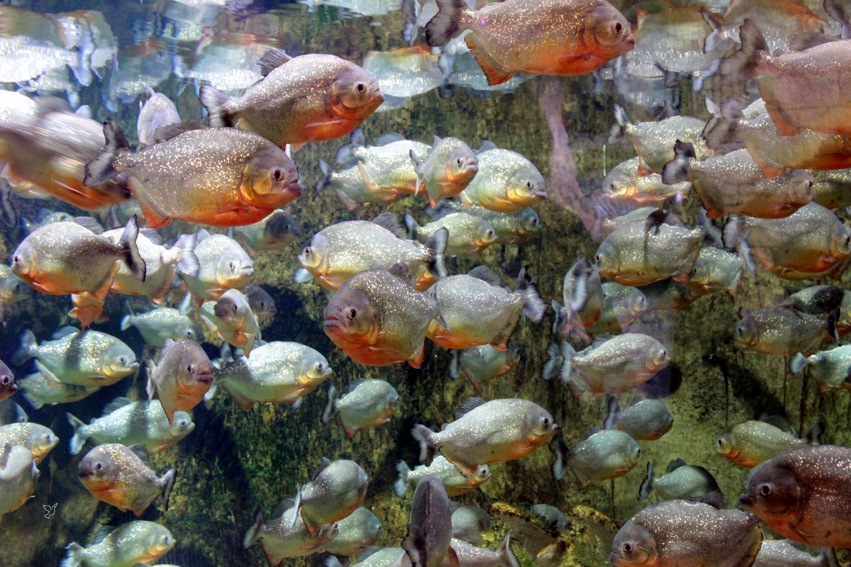 Когда мы едины, мы не победимы - Наталья Честных Когда мы едины, мы не победимы - Наталья Честных