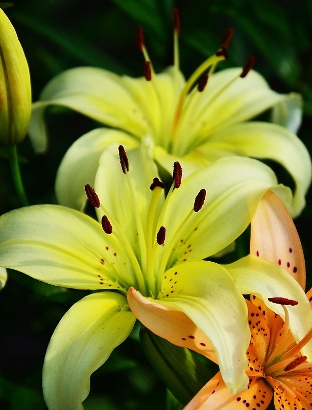 Белая лилия - юрий Амосов Белая лилия - юрий Амосов