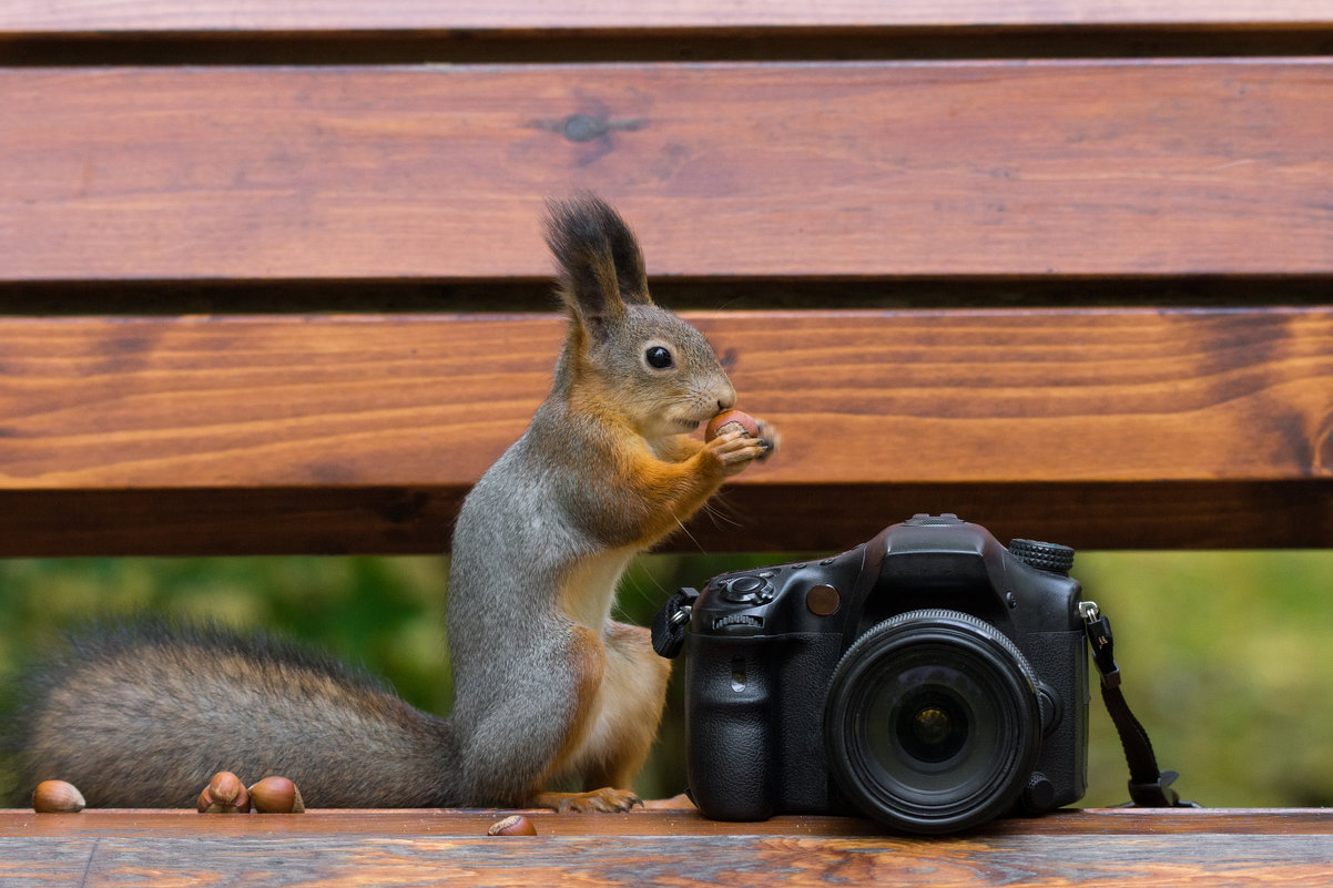 Белка фотограф - Alex Bush