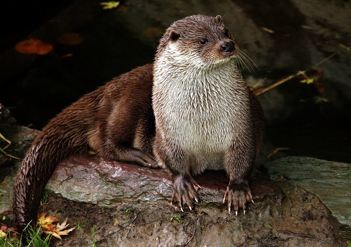 В ожидании - Alexander Andronik В ожидании - Alexander Andronik