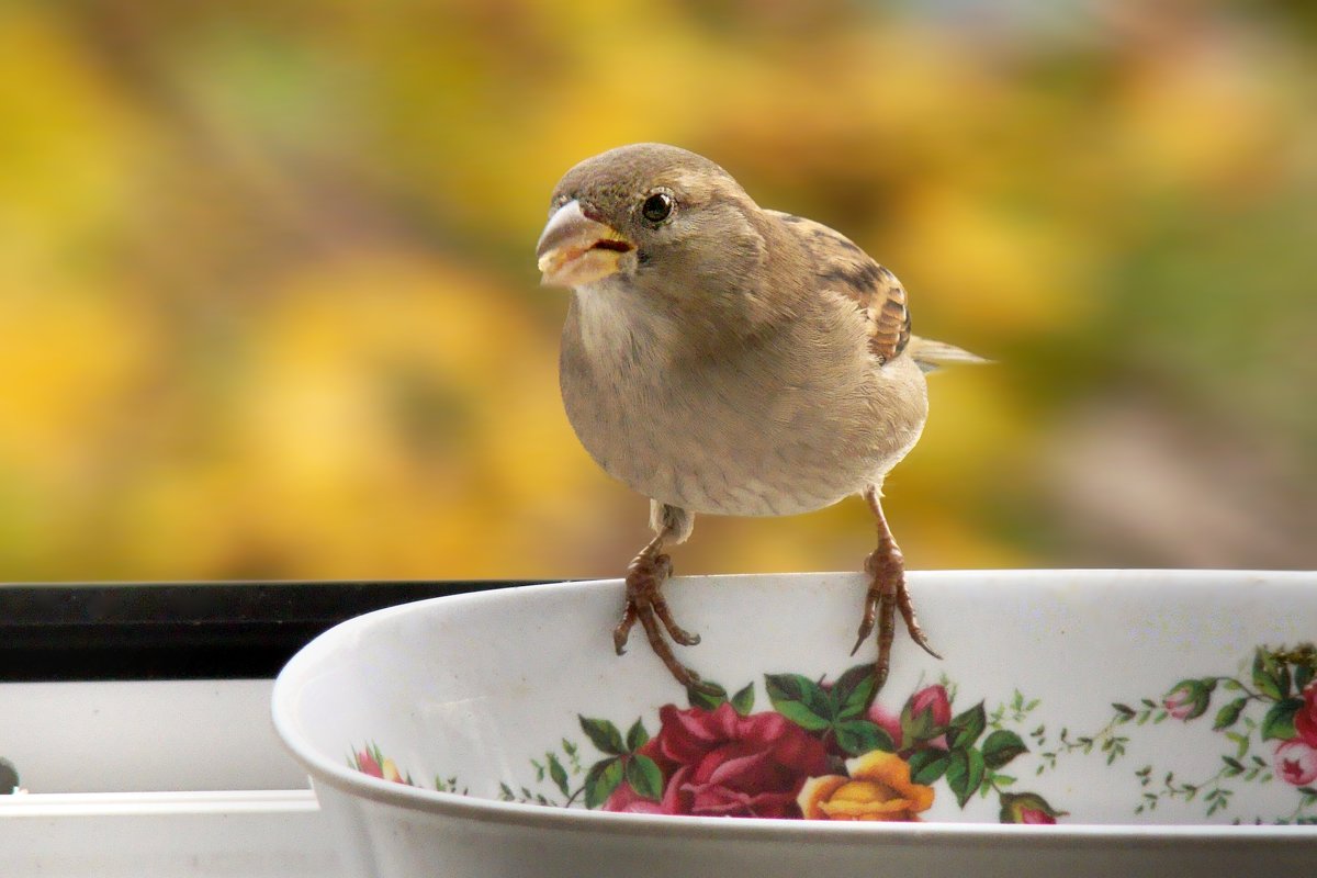 в гостях как дома - linnud в гостях как дома - linnud