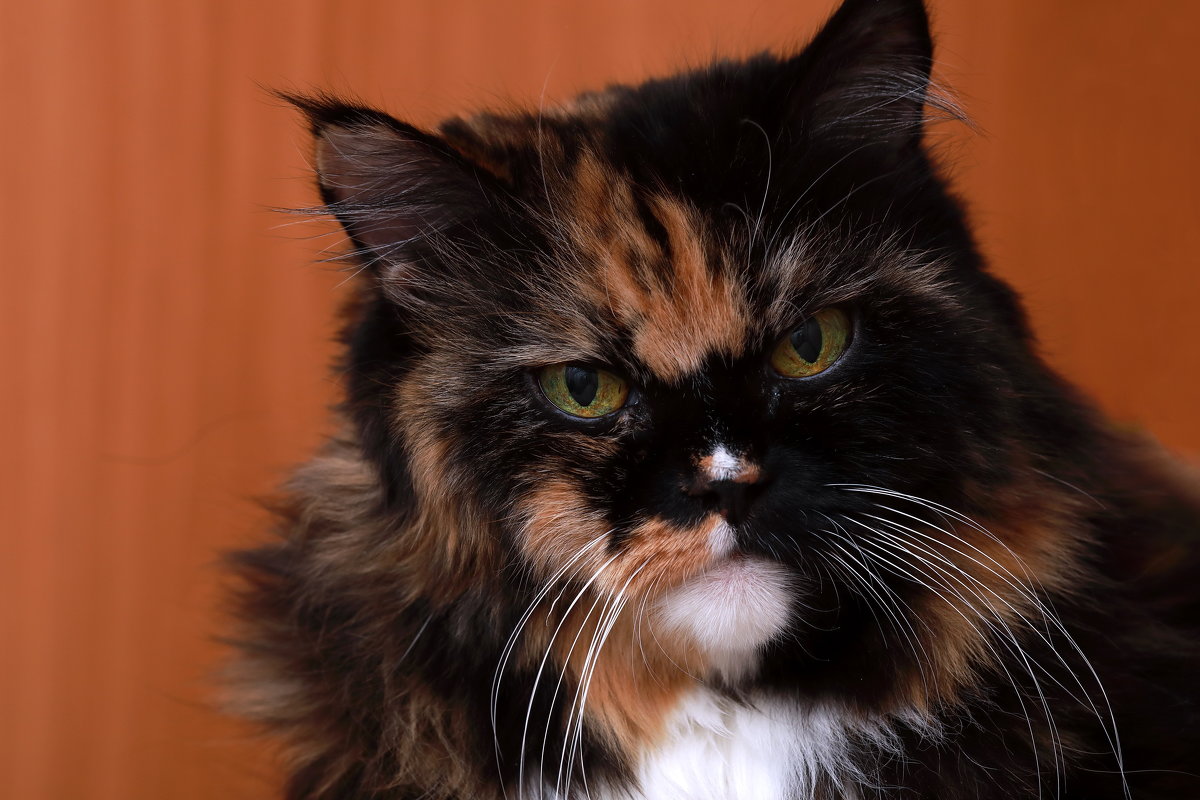 Дана. - Алексей Хаустов