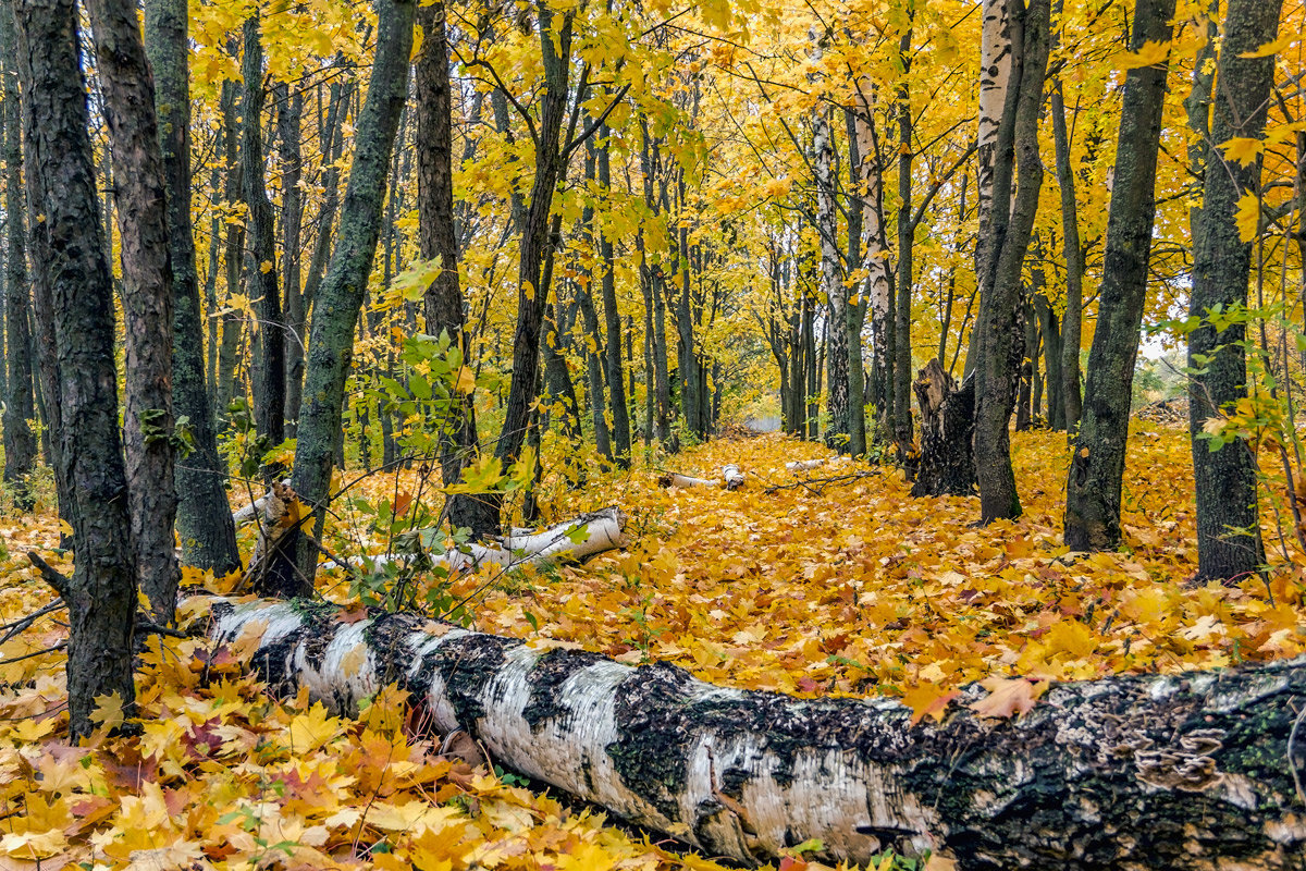 Осенняя аллея - Юрий Стародубцев