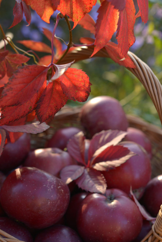 *** - Nina sofronova