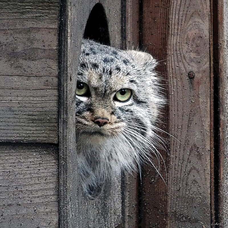 4812а - Аркадий Лаптенко 4812а - Аркадий Лаптенко