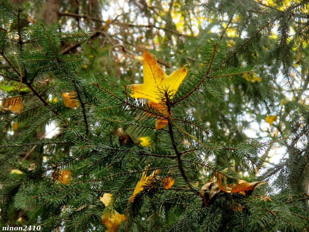 Осень в Кисловодском курортном парке - Нина Бутко Осень в Кисловодском курортном парке - Нина Бутко