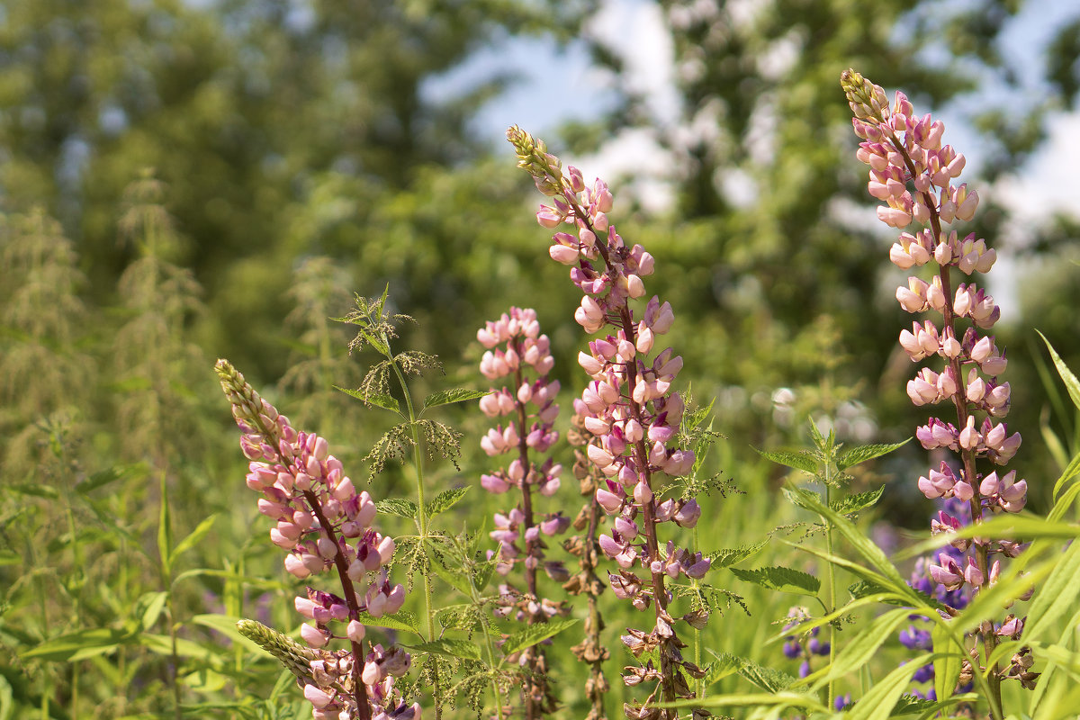 Хорошее было лето - Элен . Хорошее было лето - Элен .