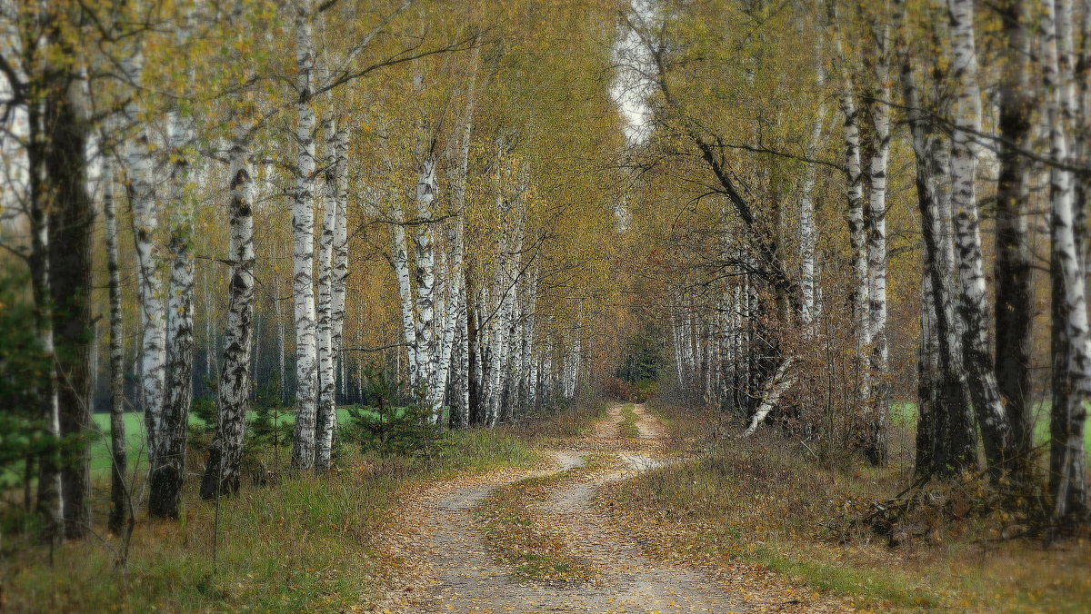 дорога в березах - Александр Прокудин