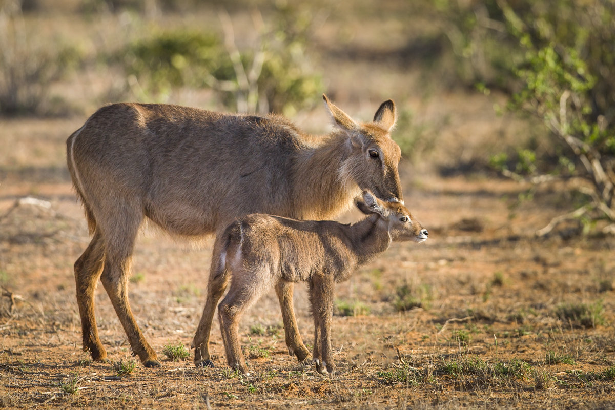 Антилопа вотербaк (Waterbuck) с детенышем - Ольга Петруша