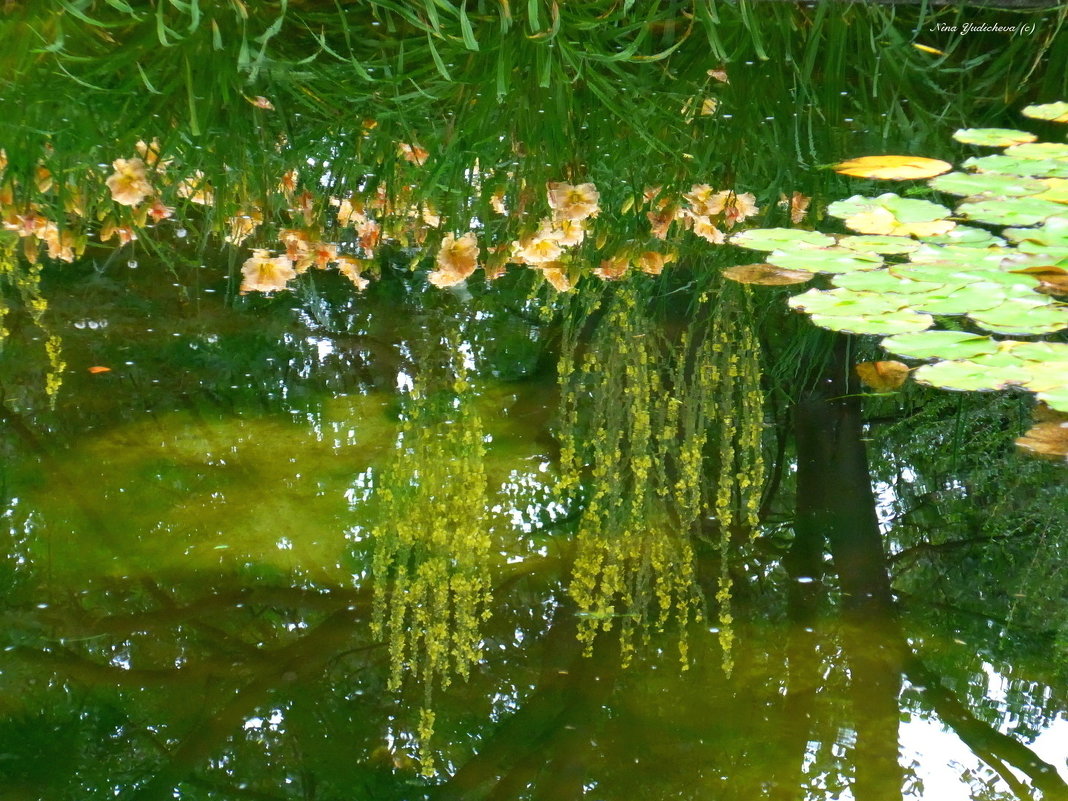 Отражение лета - Nina Yudicheva