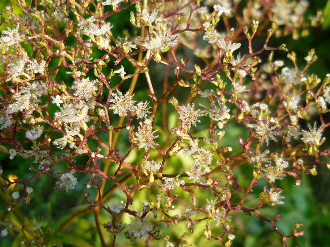 соплодие валерианы (1) - Сергей Доспехов соплодие валерианы (1) - Сергей Доспехов