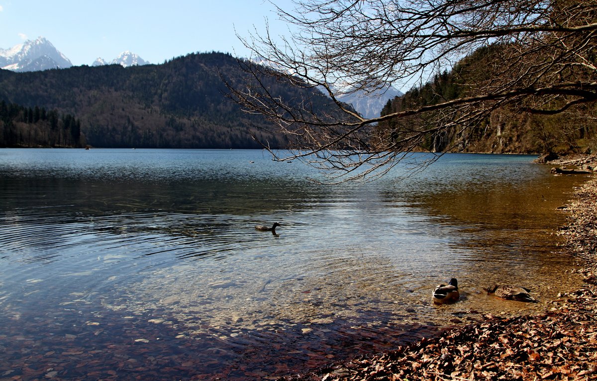 Бавария... - Andrey Klink 