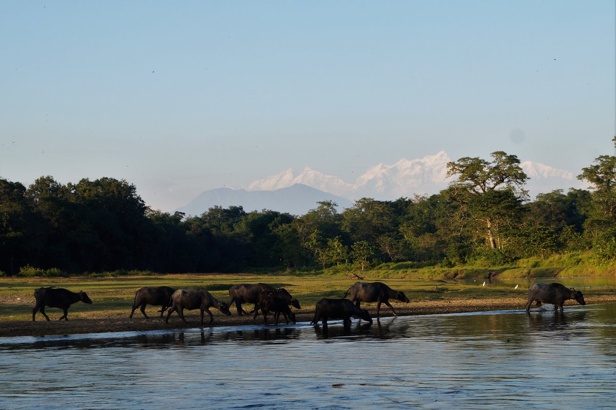 Непал. Национальный парк Читван - Gal` ka Непал. Национальный парк Читван - Gal` ka