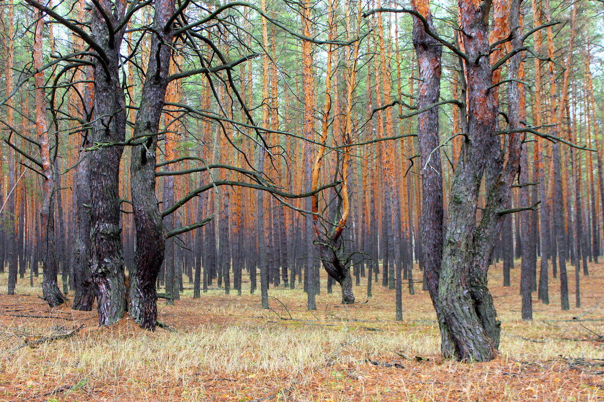 Словно в светлых залах и дворцах... - Валентина ツ ღ✿ღ