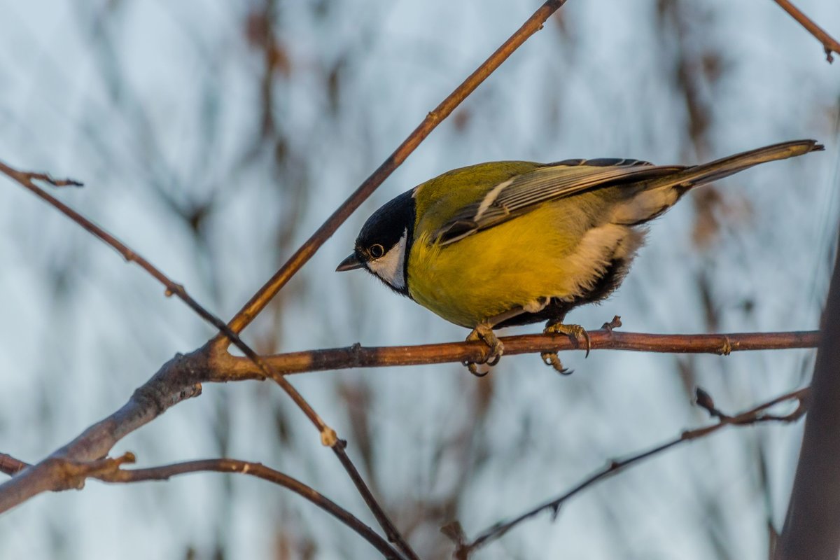 Синичка - yoyoma *