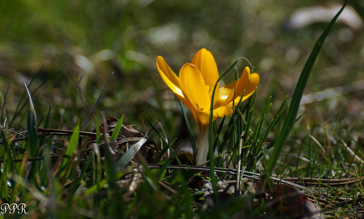 Crocus - Павел Руденко