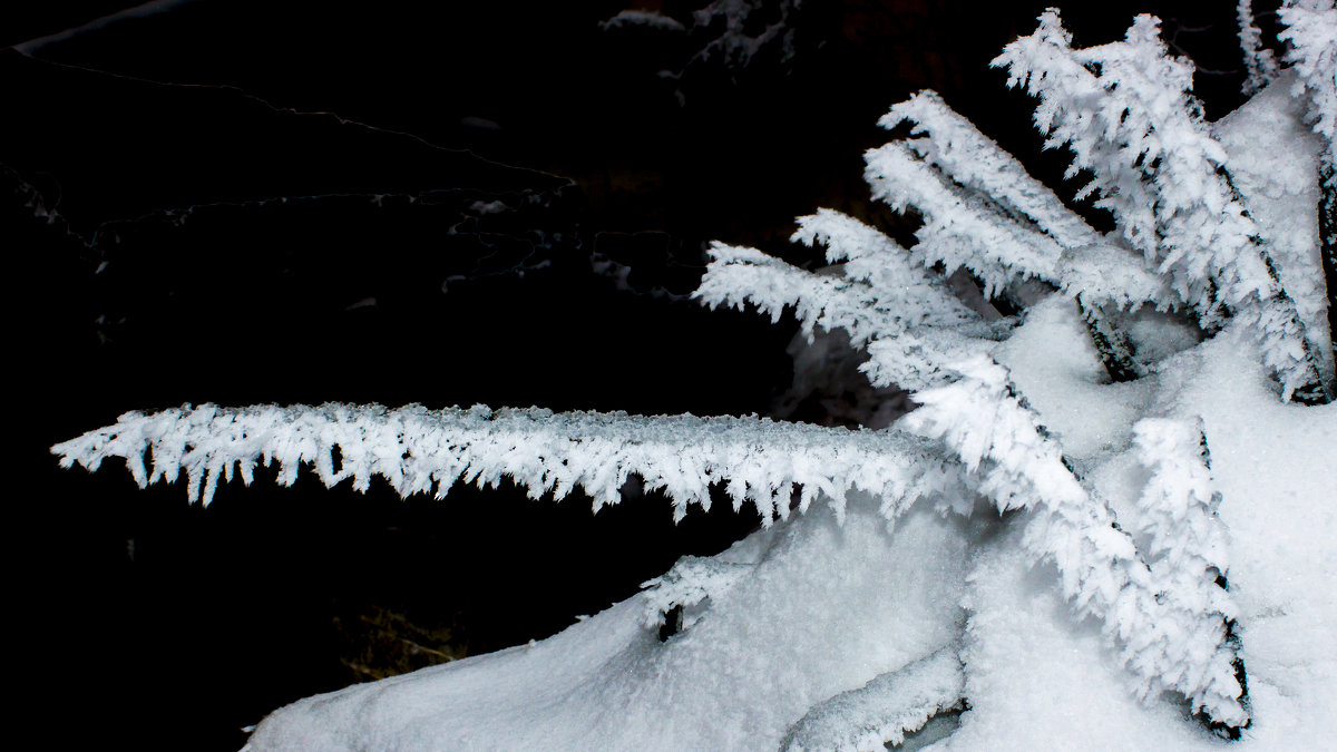 иней IMG_0327 - Олег Петрушин