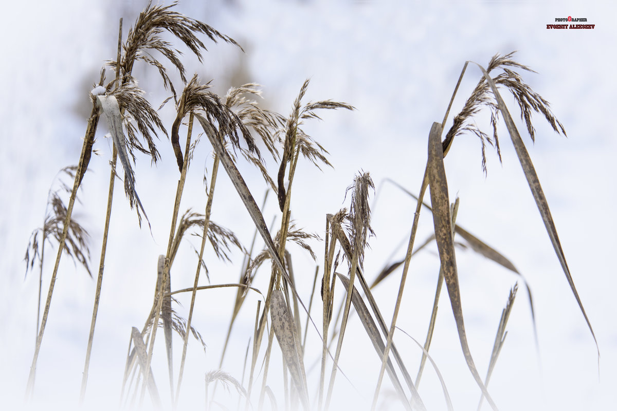 ... - Евгений Алексеев