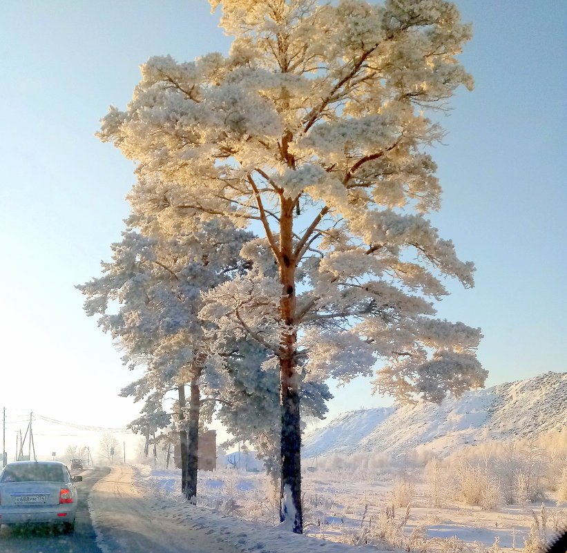 Сосна у дороги - Лариса Корсакова