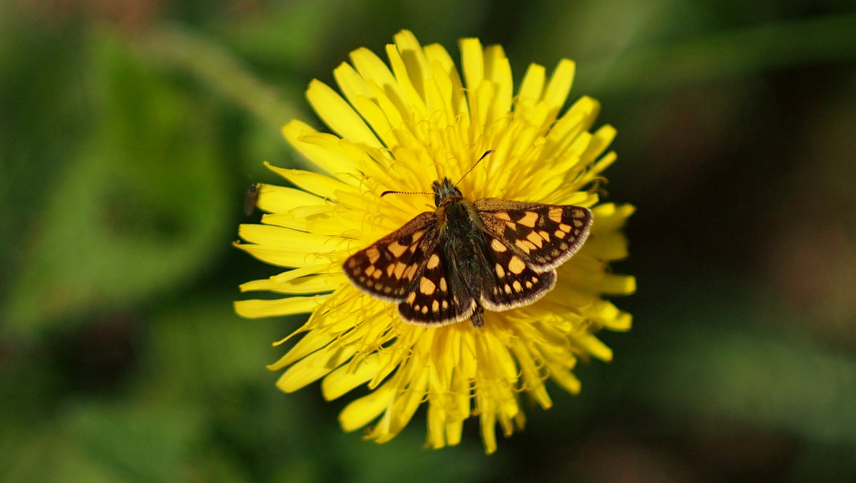 Крепкоголовка палемон Carterocephalus palaemon (Pallas, 1771) 2 - Александр Прокудин