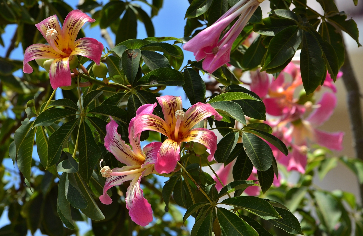 09.08.13 Цветет хоризия великолепная, Chorisia speciosa - Борис Ржевский