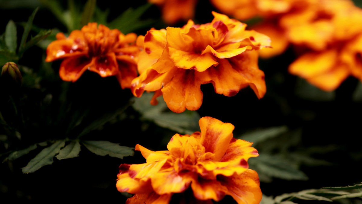 бархатцы - Владимир Холодов