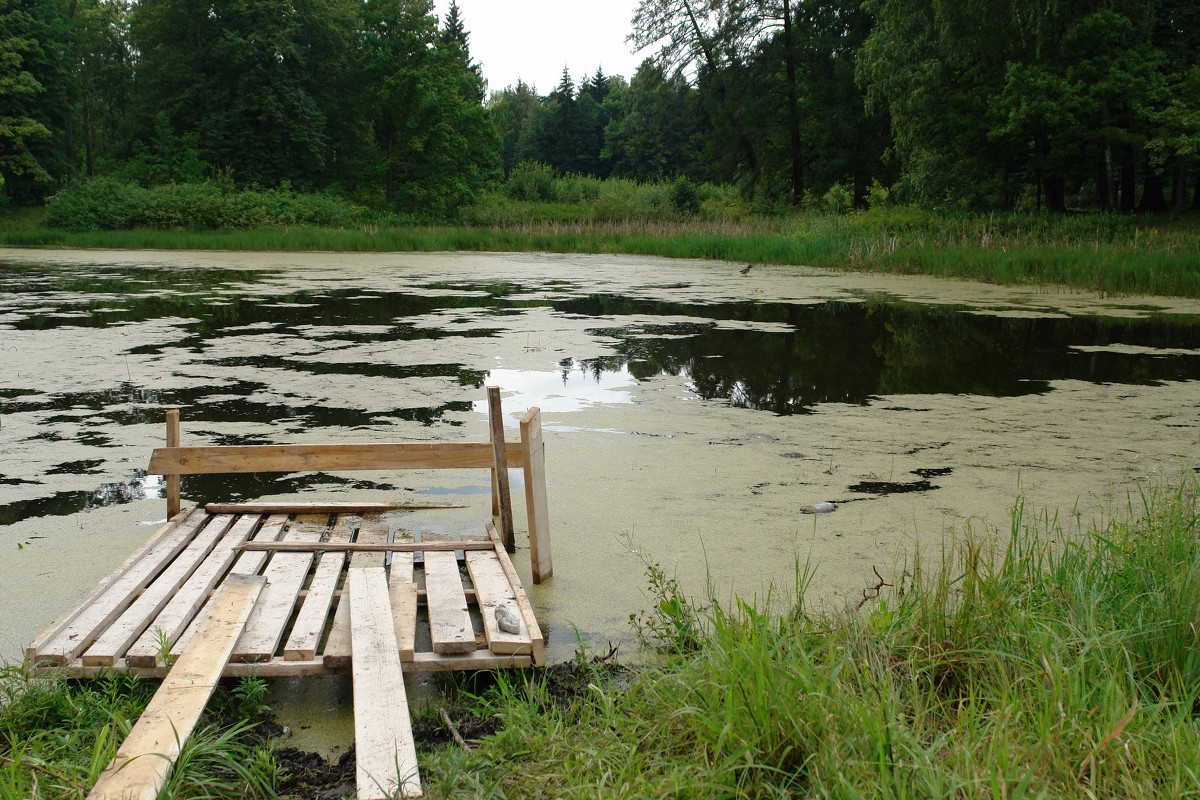 Заросший пруд - Ярослав Заросший пруд - Ярослав