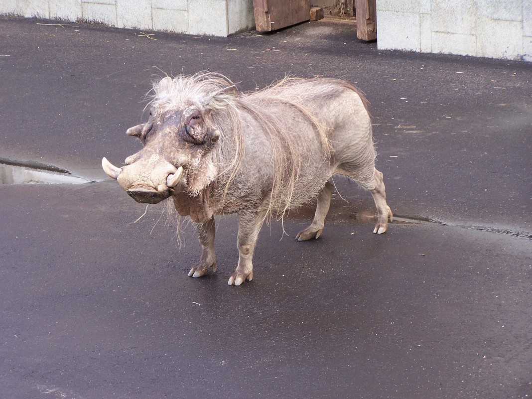 Красавчик - Sergey Oslopov Красавчик - Sergey Oslopov