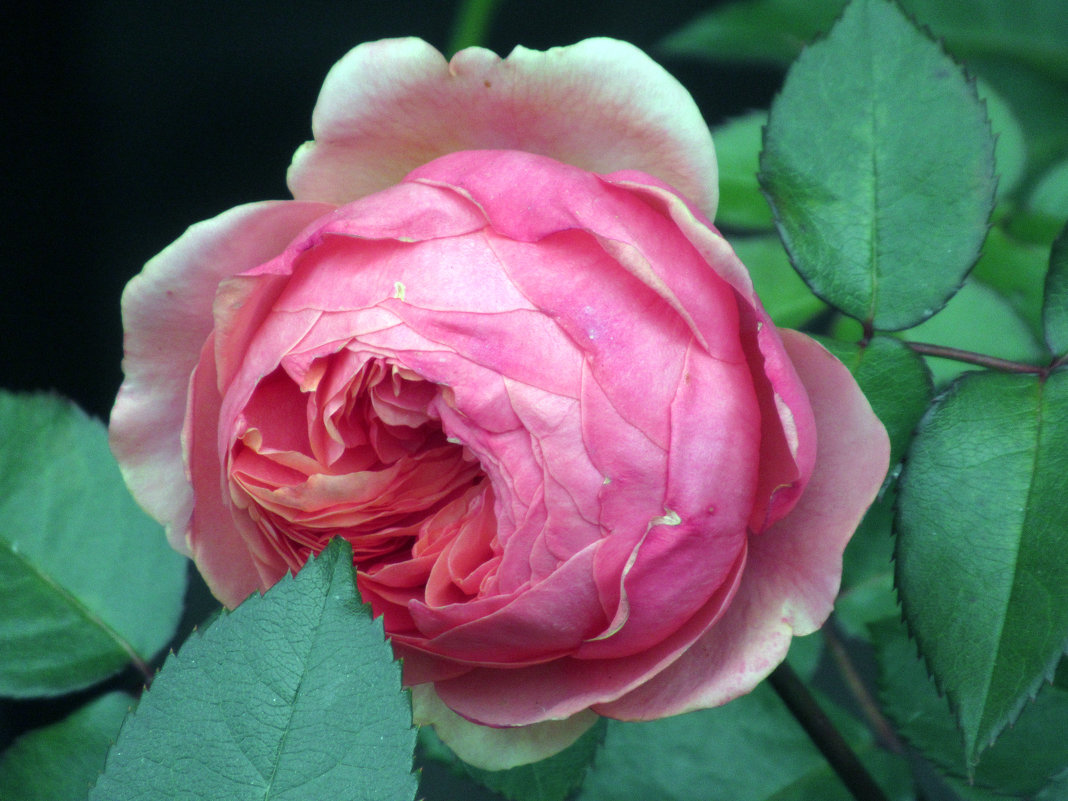 Розы...розы... - Вячеслав Медведев