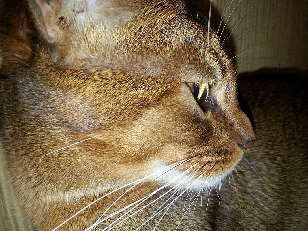 Фотопортрет. Профиль. - Наталья Владимировна