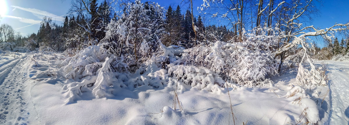подмосковный лес 2018 (снято смартфоном) - юрий макаров подмосковный лес 2018 (снято смартфоном) - юрий макаров