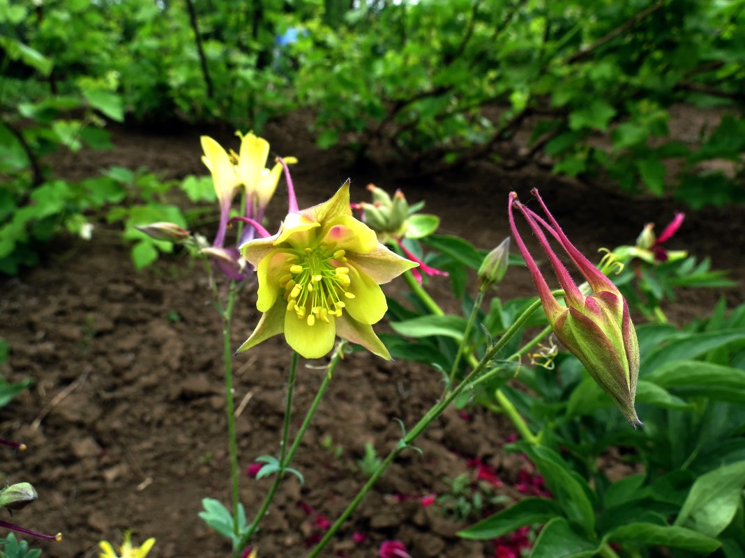 Водосборник. - Владимир Усачёв