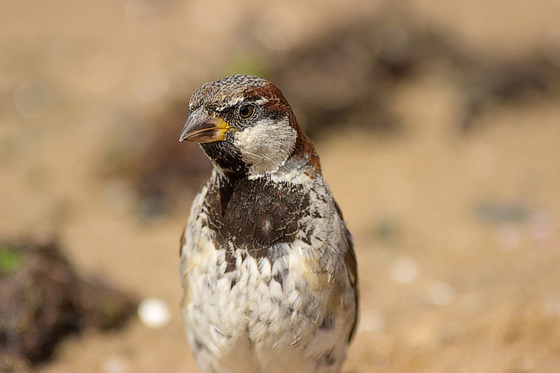 Почти орел - Даниэль Быстров