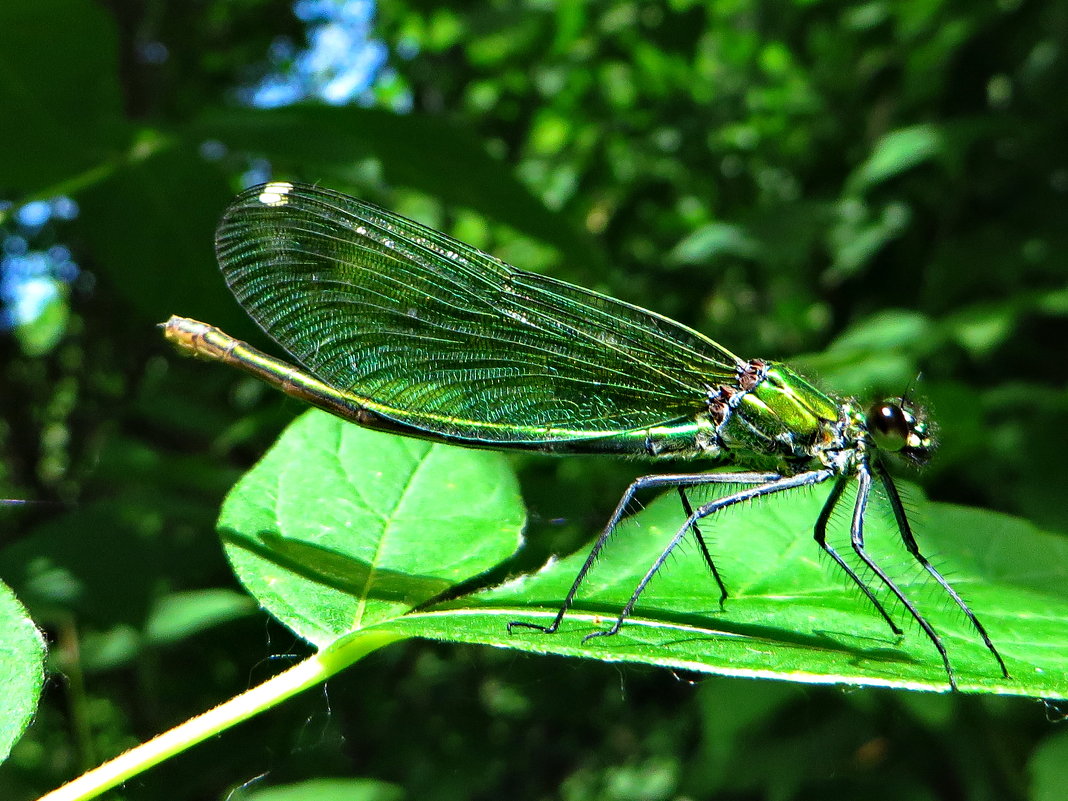 Самка.Красотка блестящая (лат. Calopteryx splendens) - vodonos241 