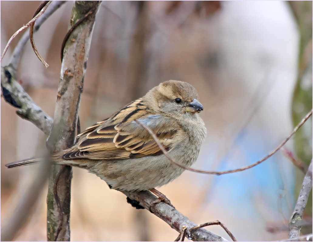 Девочка - Нина Кутина Девочка - Нина Кутина