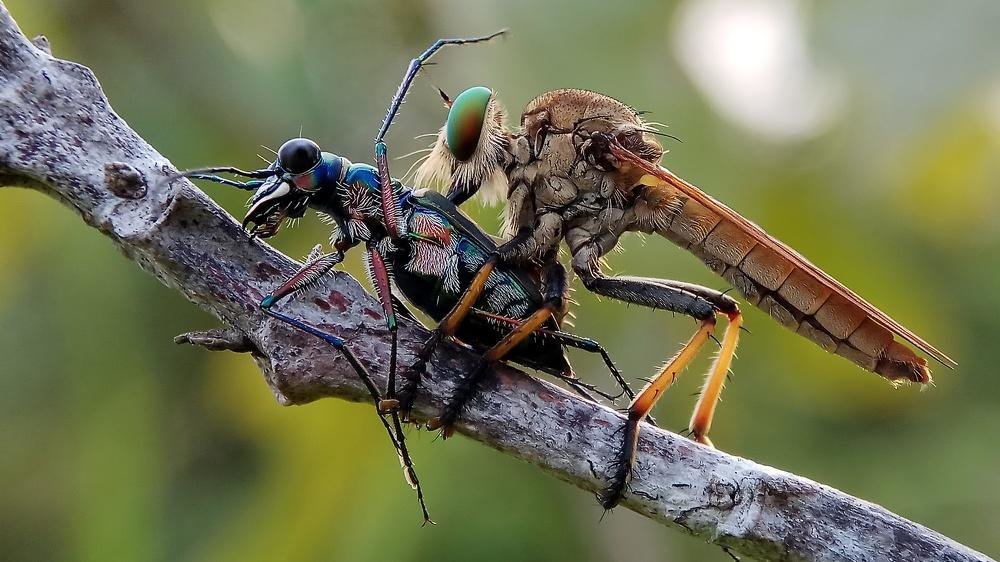 Robber Fly vs Tiger Beetle - ian 35AWARDS