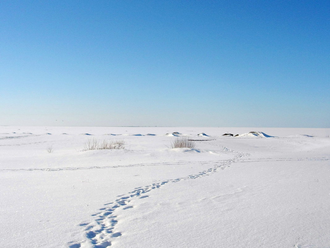 В Антарктиде льдины землю скрыли )) - Лия ☼