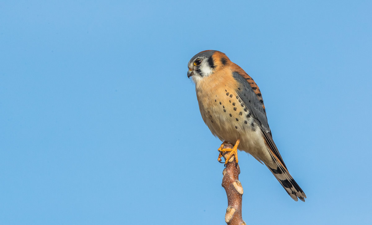 американская пустельга - Naum американская пустельга - Naum