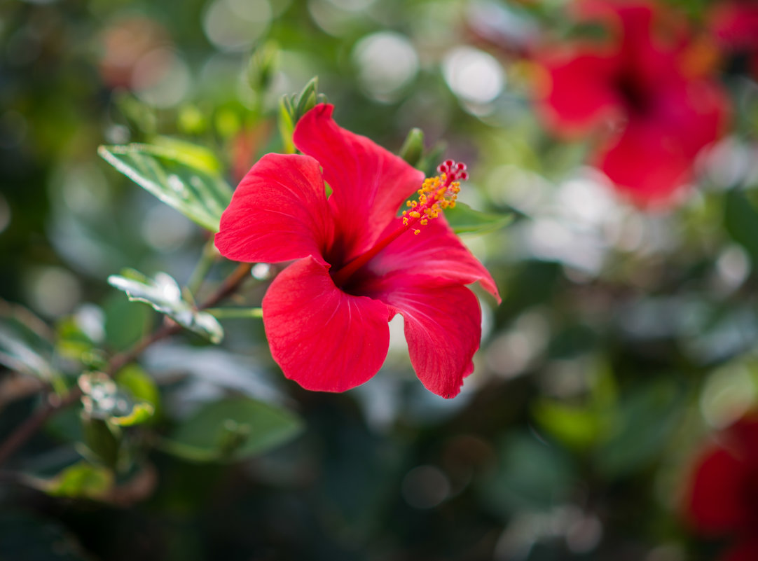 *** - Александр Григорьев