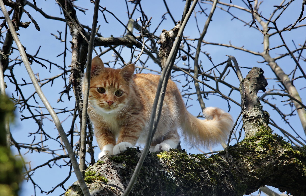 Котенок - Виолетта 