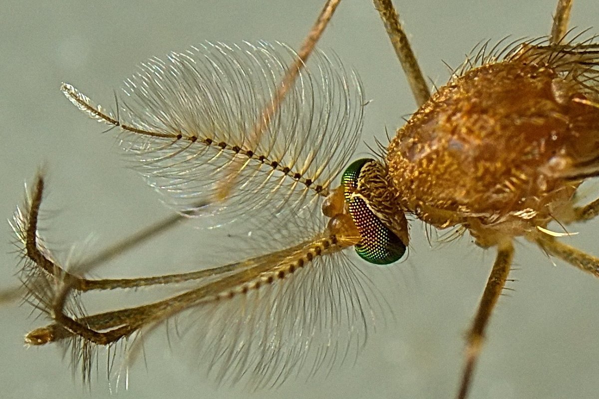 комар - Victor Rehemäe