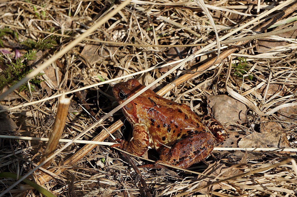 Леопардовая лягушка (Rana pipiens). Лесопарк. Апрель - Елена Павлова (Смолова)