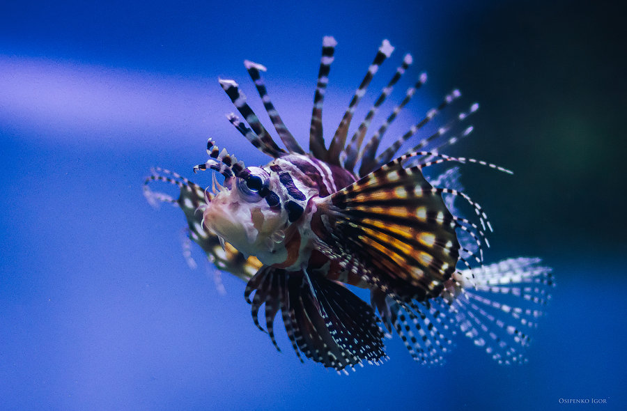 Крылатка-зебра - Игорь Осипенко