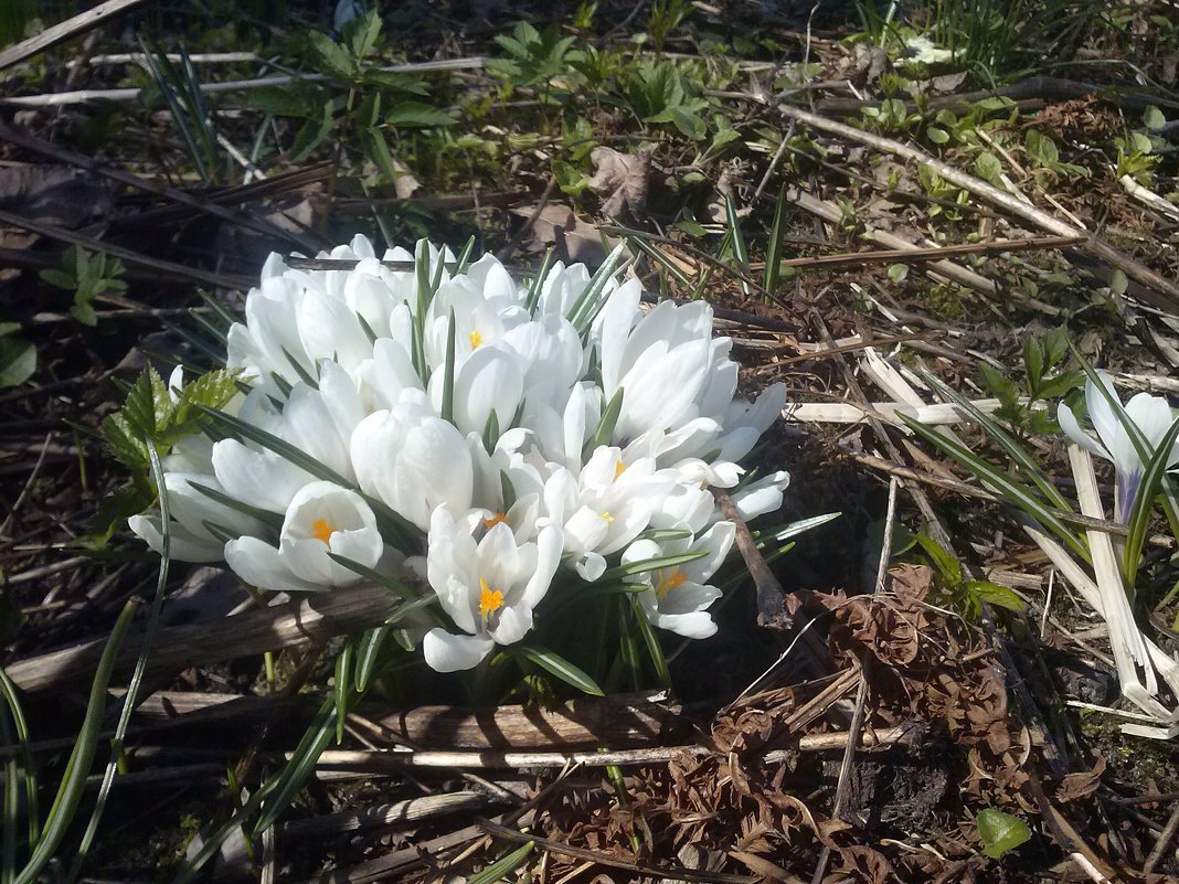 April in Panoramio garden (Karsakiškis, Lithuania) - silvestras gaiziunas gaiziunas